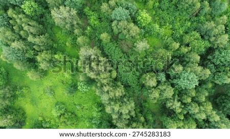Top-down view of green forest