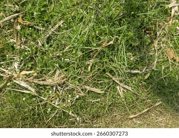 A top-down view of a green grass texture with weeds and dry straw. A natural, wild meadow background.