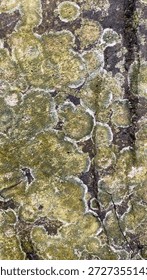 A top-down view of a large, flat rock heavily colonized by circular lichen patterns and lush green moss. The rock’s surface is a canvas of 