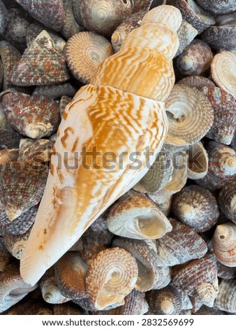 A top-down view of a large, patterned cone-shaped volute seashell resting on a bed of smaller, round sea snail shells.