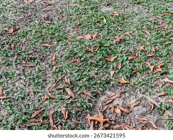 Top-down view of a lawn with patchy green grass and dry brown leaves scattered across a sandy, earthy ground