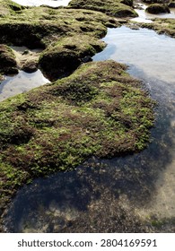 A top-down view of Moss-covered rocks and clear water tide pools on a coastal shore.