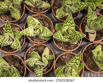 Top-down view of multiple small terracotta pots filled with spotted and striped Gasteria succulents arranged in a black tray at a plant nursery.