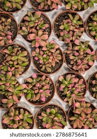 Top-down view of multiple small terracotta pots filled with pink and green Echeveria succulents, ideal for garden, plant shop and interior decor concepts.