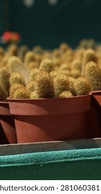 A top-down view of neat rows of small green and golden succulent plants growing in brown plastic pots on a display shelf at a plant nursery.