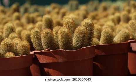 A top-down view of neat rows of small green and golden succulent plants growing in brown plastic pots on a display shelf at a plant nursery.