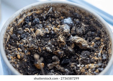 Top-down view of a neglected pot on a windowsill containing dead, dried-up plants, bone-dry soil with yellow and white mold traces, and a few shriveled leaves.