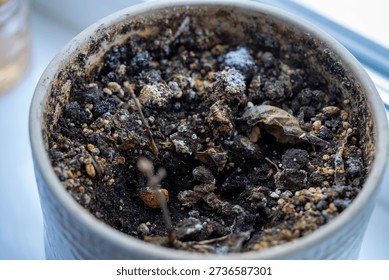 Top-down view of a neglected pot on a windowsill containing dead, dried-up plants, bone-dry soil with yellow and white mold traces, and a few shriveled leaves.