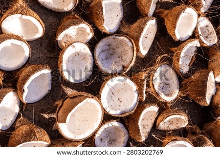 Top-down view of numerous coconut halves spread out for drying under the tropical sun. High-quality background showing raw copra production, agriculture, and organic food supply chain concepts