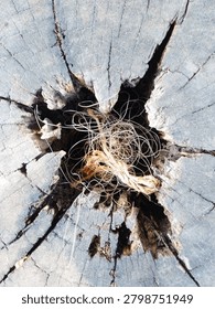 A top-down view of an old, weathered tree stump with deep cracks splitting outward from the center. Right in the middle, there's a hollow opening filled with a messy, tangled bunch of thin plastic strings and a piece of frayed rope.