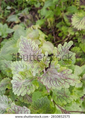 A top-down view of pale green Coleus leaves displaying a delicate network of thin purple veins growing outdoors.