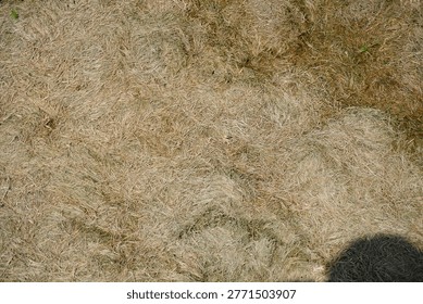A top-down view of a patch of dried, brown grass, showing the withered texture and natural patterns of dead lawn vegetation in a dry, sunny environment.