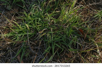 Top-down view of a patch of wild green grass growing in dry, sunlit soil during the dry season.