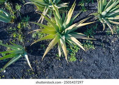 A top-down view of several aloe vera plants growing in dark soil, showcasing their spiky leaves and vibrant green color. - Powered by Shutterstock