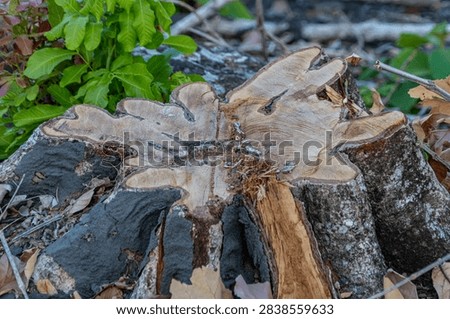 A top-down view showing the rough texture and circular pattern on a chopped tree stump surface.