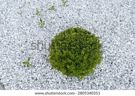 Top-down view shows compact round moss cushion resting on white decorative gravel, with scattered small weeds, subtle stone texture, vivid green color, and clean outdoor garden composition in bright