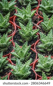 A top-down view shows numerous small, vibrant green Aloe juvenna succulents, each with spiky, serrated leaves patterned with white spots, planted in individual reddish-brown terracotta pots filled with dark soil. The plants are arranged in an orderly grid, with several pots in focus and others gently blurred in the foreground and background, creating a repeating texture. This image is ideal for horticulture, gardening, and plant care publications, as well as businesses selling succulents, house plants, or garden supplies.