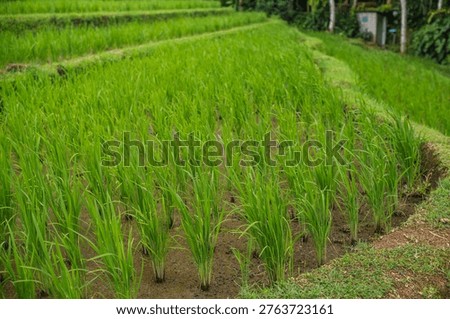 A top-down view shows rows of vibrant green seedlings emerging from damp brown earth, with fallen leaves scattered across the ground in a rural setting. 