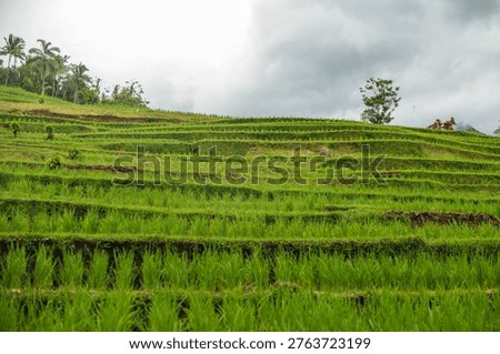 A top-down view shows rows of vibrant green seedlings emerging from damp brown earth, with fallen leaves scattered across the ground in a rural setting. 