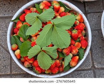 Top-down view of a silver basin filled with fresh strawberries and large green leaves