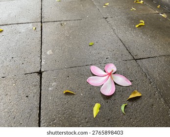 Top-down view of a single pink and white Frangipani (Plumeria) flower fallen on a wet, dark grey stone pavement. The minimalist composition features scattered small yellow leaves on a damp urban surface, creating a moody and tranquil atmosphere after the rain.
