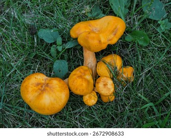 A top-down view of a small cluster of false chanterelle mushrooms, or Hygrophoropsis aurantiaca.