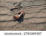 A top-down view of a small crab lying on the vast sandy shore of the ocean. The crab