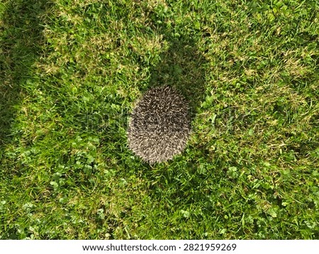 Top-down view of a small hedgehog curled into a spiky ball on green garden grass.