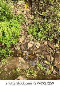 Top-down view of a small muddy puddle surrounded by rocks, wild green ferns, and fallen dry leaves on a damp forest floor.