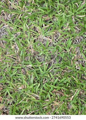 A top-down view of St. Augustine grass, featuring coarse, wide green blades intermixed with patches of dry, brown thatch and a few scattered fallen leaves.