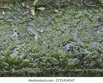 A top-down view of thick green algae growth in shallow water, populated by numerous small, dark aquatic snails.