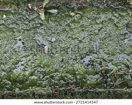 A top-down view of thick green algae growth in shallow water, populated by numerous small, dark aquatic snails.