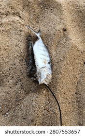 Top-down view of two fish lying on wet beach sand. One silver fish with a black rope or fishing line attached to its mouth, and one darker fish beside it. Natural daylight and textured sand in background.
