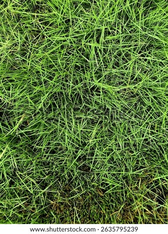 top-down view of uncut grass