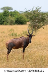 Topi (Damaliscus Jimela), Ishasha National Park, Uganda