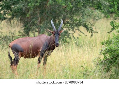 Topi (Damaliscus Jimela), Ishasha National Park, Uganda