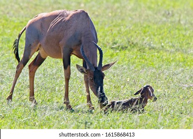 Topi (Damaliscus lunatus), mother with newborn calf. Maasai Mara, Kenya.
