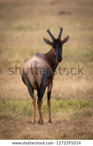 Similar – Waterbuck in Lake Samburu National Park, Kenya