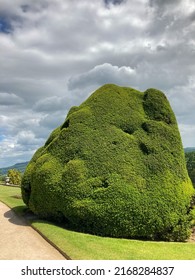 Topiary Art In The Garden. Selective Focus 