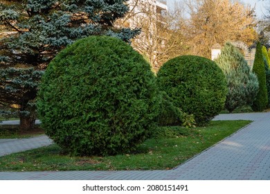 Topiary art in park design. Sheared junipers in autumn park of resort town of Goryachy Klyuch. Close-up. Evergreen landscape park. Nature concept for design. - Shutterstock ID 2080151491