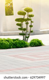 Topiary Art - Tree With Oval Crown In Sunlight. Toned