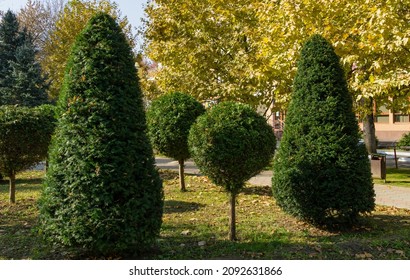 Topiary art of Yew Taxus baccata and thuja in autumn city  street. Formed evergreens in resort area of Goryachiy Klyuch. Krasnodar region, Russia - Shutterstock ID 2092631866
