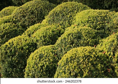 Topiary Box Hedge