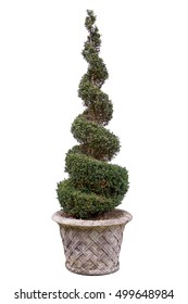 Topiary. Box spiral isolated on white background.