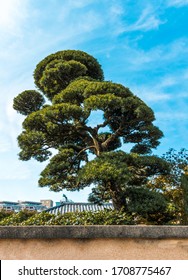 Topiary Cypress Tree, Artistically Sculptured