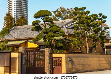 Topiary Cypress Tree, Artistically Sculptured