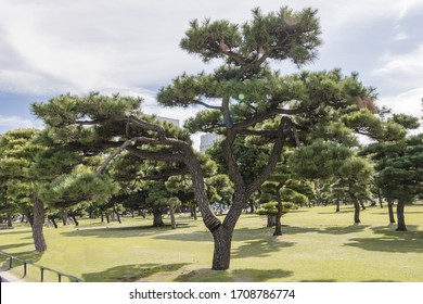 Topiary Cypress Tree, Artistically Sculptured