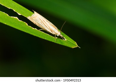 A Topiary Grass-veneer is resting on a partially eaten green leaf. Also known as a Cranberry Girdler or Subterranean Sod Webworm. Taylor Creek Park, Toronto, Ontario, Canada. - Shutterstock ID 1950492313
