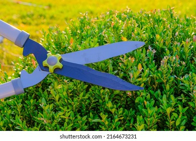 Topiary pruning.Shearing and shaping boxwood in a sunny summer green garden.Plant pruning.Round shape of boxwood.Garden shears in male hands cutting a boxwood.Tool for plant formation  - Shutterstock ID 2164673231