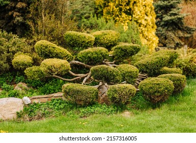 Topiary Sculpture Of Beautifully Trimmed Green Bushes, Juniper Trees Grows In The Garden. Photography Of Nature.